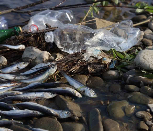 Sampah Laut dan Pesisir Akan Musnahkan Perikanan di Masa Mendatang?