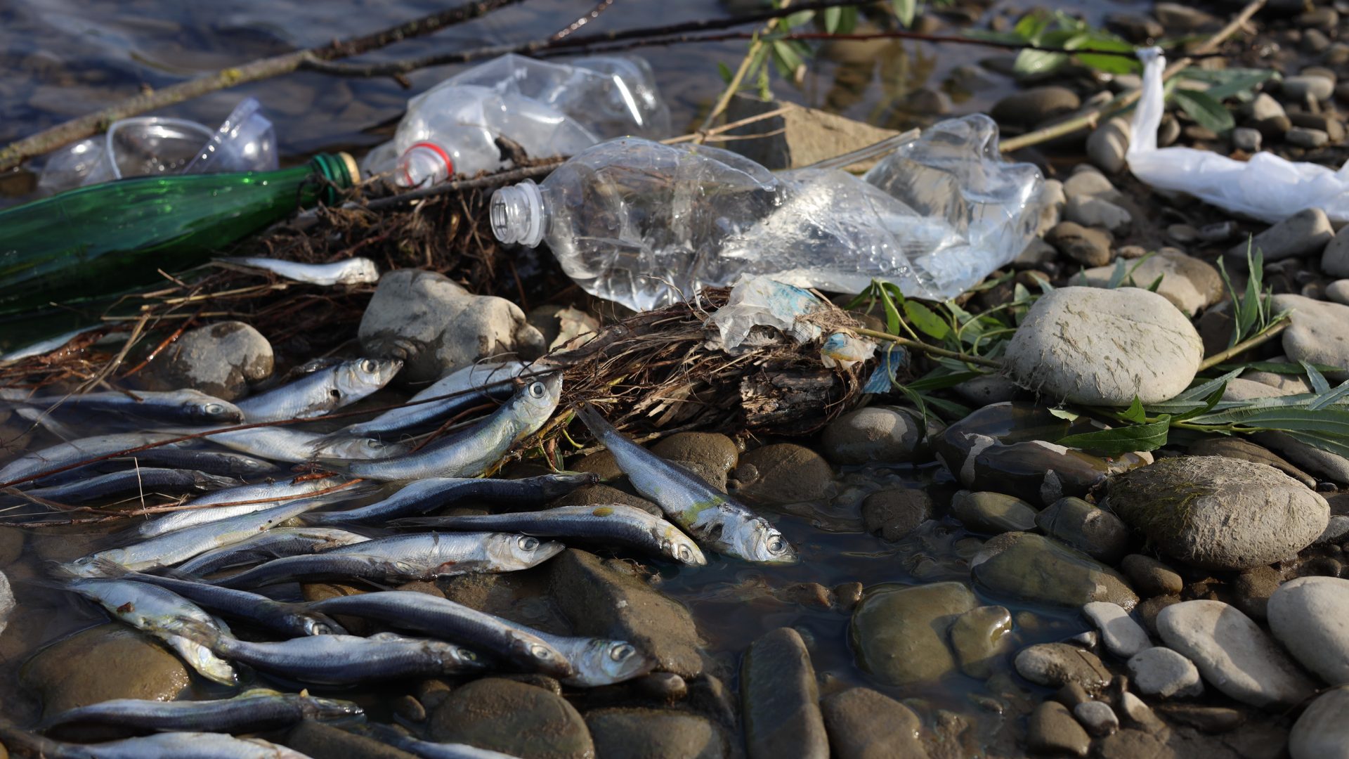 Sampah Laut dan Pesisir Akan Musnahkan Perikanan di Masa Mendatang?