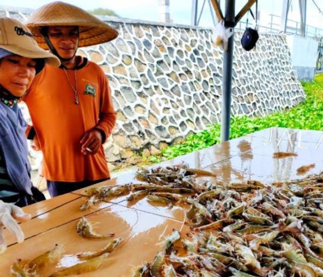 Ada Ketimpangan Dibalik Pekerja Udang Perempuan