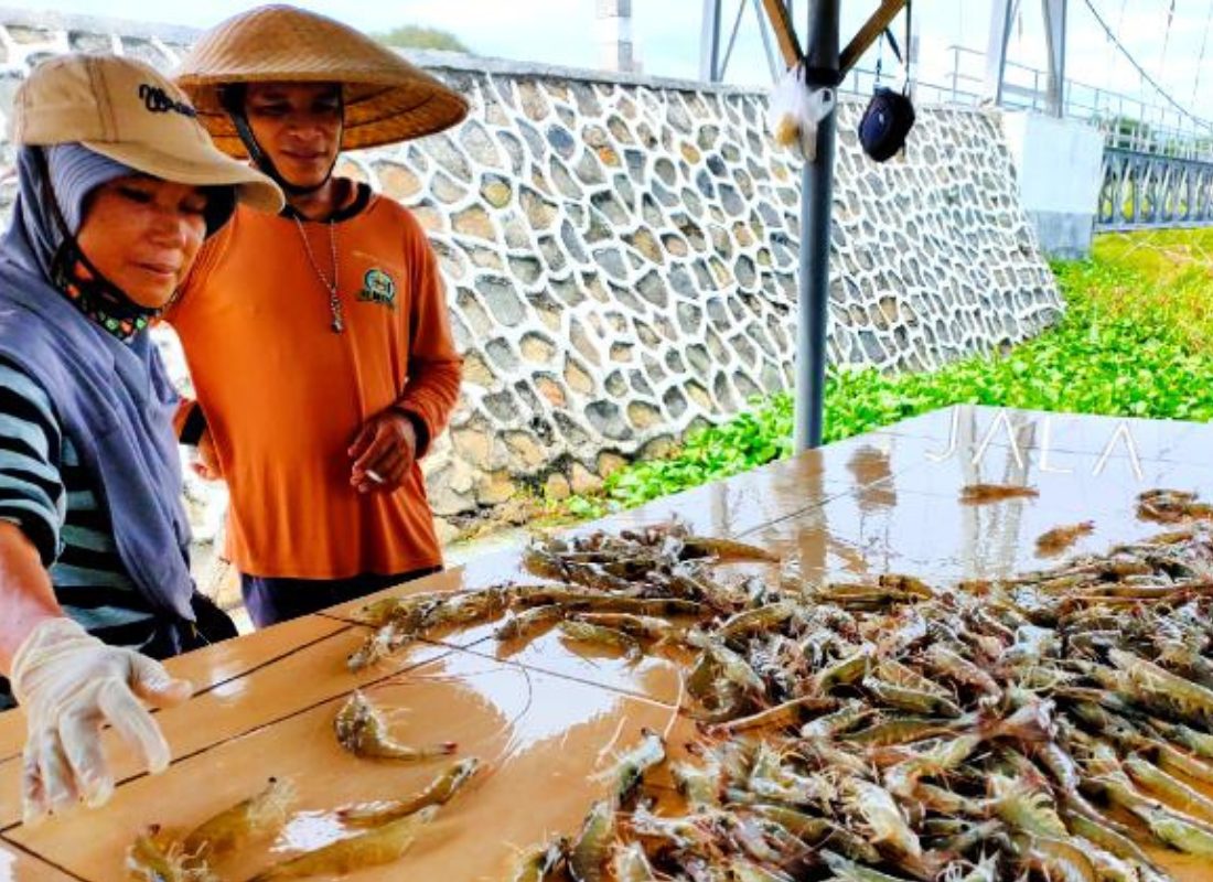 Ada Ketimpangan Dibalik Pekerja Udang Perempuan